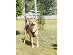 Adopt Owen a Tricolor (Tan/Brown & Black & White) German Shepherd Dog / Mixed