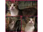 Adopt Artemis a Brown Tabby Domestic Shorthair / Mixed Breed (Medium) / Mixed