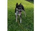 Adopt Jasmine a Black - with Tan, Yellow or Fawn Australian Kelpie / Mixed dog