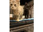 Adopt Sky a Gray or Blue Maine Coon cat in Whiteville, NC (39492135)
