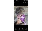 Adopt Calli a Black - with Tan, Yellow or Fawn American Staffordshire Terrier /