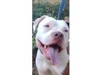 Adopt Stormy a Brown/Chocolate - with White Staffordshire Bull Terrier / Mixed