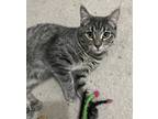Adopt Mirabel a Gray, Blue or Silver Tabby Domestic Shorthair (short coat) cat