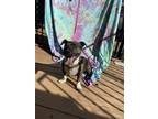 Adopt Tiger a Brindle - with White Staffordshire Bull Terrier / Basset Hound /