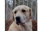 Adopt Tan Boy a Tan/Yellow/Fawn - with White Labrador Retriever / Great Pyrenees