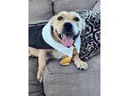 Adopt Hippo a Tan/Yellow/Fawn American Staffordshire Terrier / Mixed dog in