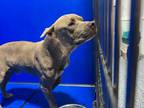 Adopt Hitch a Red/Golden/Orange/Chestnut American Pit Bull Terrier dog in