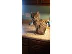 Adopt Pixie a Brown Tabby Manx (short coat) cat in Wilmington, NC (38503877)