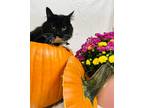 Adopt Diamond a Black & White or Tuxedo Domestic Longhair / Mixed (long coat)