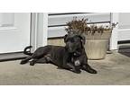 Adopt Cheerio a Brown/Chocolate American Pit Bull Terrier / Rat Terrier / Mixed