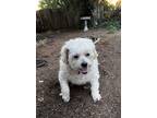 Adopt Gizmo a White Terrier (Unknown Type, Small) / Mixed dog in Livermore
