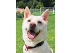 Adopt Aleck (S. Korea) hz a White Jindo dog in Langley, BC (39482326)