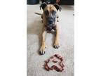 Adopt Havarti a Brown/Chocolate - with Black Mountain Cur / Pit Bull Terrier /