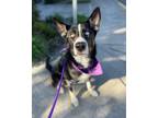 Adopt Millie a Black - with White Border Collie / Shepherd (Unknown Type) /