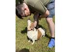 Adopt Chelsea a White - with Brown or Chocolate Basset Hound / Beagle / Mixed