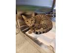 Adopt Mary Ellen a Brown Tabby Domestic Shorthair / Mixed Breed (Medium) / Mixed