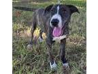 Adopt DOCKY a Brindle Mountain Cur / Mixed dog in BELL GARDENS, CA (39476808)