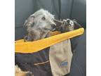 Adopt Johnny & Loretta a Gray/Blue/Silver/Salt & Pepper Poodle (Miniature) /