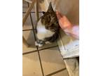 Adopt Anna Rose- loving senior a Brown Tabby Tabby (short coat) cat in Bryn