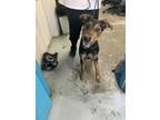 Adopt DOBBY a Black Doberman Pinscher / Mixed Breed (Medium) / Mixed (short