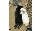 Adopt Luna and Mr. Susan a Lionhead / Mixed rabbit in East Peoria, IL (30584260)