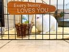 Adopt Elton John a Other/Unknown / Mixed rabbit in East Peoria, IL (37301124)