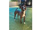 Adopt Fitz a Labrador Retriever / Boxer / Mixed dog in Waxhaw, NC (39467562)