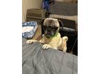 Adopt Ana a Tan/Yellow/Fawn - with Black Pug / Mixed dog in Studio City