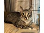 Adopt Bootsie a Brown Tabby Domestic Shorthair / Mixed (short coat) cat in