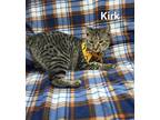 Adopt Kirk a Brown Tabby Domestic Shorthair / Mixed (short coat) cat in