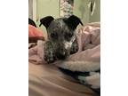 Adopt Ziva a Australian Cattle Dog / Mixed dog in Garden City, NY (39460234)
