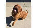 Adopt Manji a Red/Golden/Orange/Chestnut Dogue de Bordeaux / Mixed dog in Welch