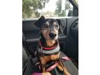 Adopt Papaw a Black Miniature Pinscher / Mixed Breed (Medium) / Mixed (short