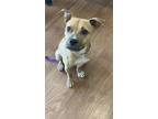 Adopt Georgia a Tan/Yellow/Fawn Staffordshire Bull Terrier / Mixed Breed
