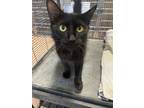 Adopt Ms. Spook a All Black Domestic Mediumhair / Mixed Breed (Medium) / Mixed