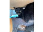 Adopt Joyce a Domestic Shorthair / Mixed (short coat) cat in Crossville