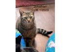 Adopt Jonathan a Domestic Shorthair / Mixed (short coat) cat in Crossville