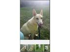 Adopt Sloan a White German Shepherd Dog / Mixed dog in Winston-Salem