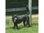 Adopt Scotch a Black - with White Border Collie / Mixed dog in Lexington