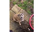 Adopt Polo a Gray/Silver/Salt & Pepper - with White Cane Corso / Mixed dog in