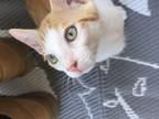 Adopt Kai Mele a Orange or Red Tabby Domestic Shorthair (short coat) cat in