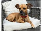 Adopt Skipper a Brown/Chocolate - with Black Chiweenie / Dachshund / Mixed dog