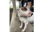 Adopt Emma a White - with Red, Golden, Orange or Chestnut Bull Terrier / Mixed