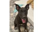Adopt Marbles a Black - with White American Staffordshire Terrier / Cattle Dog /