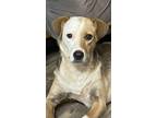 Adopt Taffy a White Labrador Retriever / Beagle dog in Ola, AR (39438804)