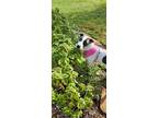 Adopt Lucy a White - with Brown or Chocolate American Staffordshire Terrier /