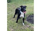 Adopt Cricket a Black - with White American Staffordshire Terrier / American Pit