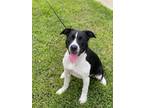 Adopt Flower a Black - with White American Staffordshire Terrier / Terrier