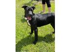 Adopt Kenzie a Black - with White American Staffordshire Terrier / Terrier