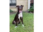 Adopt Kona a Brown/Chocolate - with White American Staffordshire Terrier /